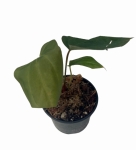 Anthurium Amazon Rabbit 2