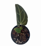Anthurium Crystal Sky 1