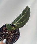 Anthurium Crystal Sky 1