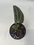 Anthurium Crystal Sky 1