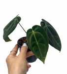 Anthurium Crystal Sky 2