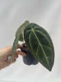 Anthurium Crystal Sky 2