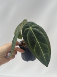 Anthurium Crystal Sky 2