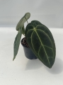 Anthurium Crystal Sky 2