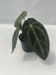 Anthurium Crystal Sky 2