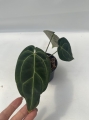 Anthurium Crystal Sky 2