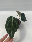 Anthurium Crystal Sky 2