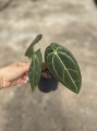 Anthurium Crystal Sky 2