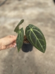 Anthurium Crystal Sky 2