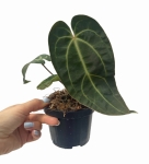 Anthurium Crystal Sky 4