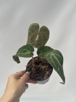 Anthurium Crystal Sky 4