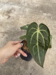 Anthurium Crystal Sky 4