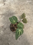 Anthurium Crystal Sky 4