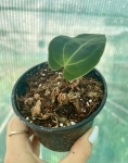 Anthurium Magnificent Girl Inverse