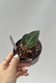 Anthurium Magnificent Girl Inverse