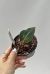 Anthurium Magnificent Girl Inverse