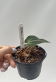 Anthurium Magnificent Girl Inverse