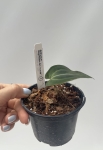 Anthurium Magnificent Girl Inverse