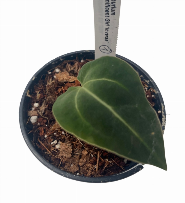 Anthurium Magnificent Girl Inverse