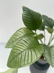 Anthurium umbricola - L