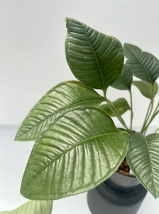 Anthurium umbricola - L