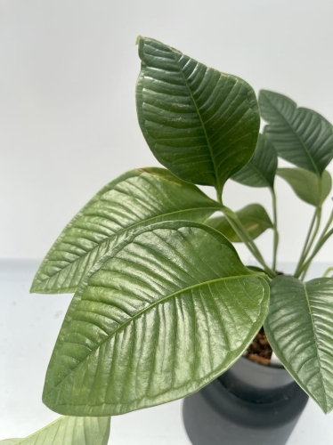 Anthurium umbricola - L