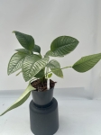 Anthurium umbricola - L