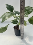 Anthurium umbricola - L