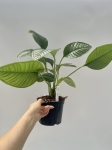 Anthurium umbricola - L