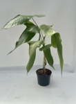 Anthurium falcatum Ecuagenera