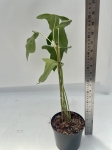 Anthurium falcatum Ecuagenera