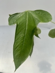 Anthurium falcatum Ecuagenera