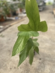 Anthurium falcatum Ecuagenera