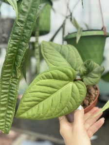 Anthurium pulcachense - M