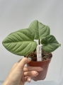 Anthurium pulcachense - M