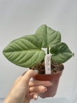 Anthurium pulcachense - M