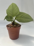 Anthurium pulcachense - M