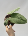 Anthurium pulcachense - M