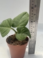 Anthurium pulcachense - M