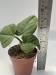 Anthurium pulcachense - M