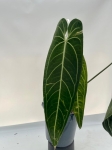 Anthurium warocqueanum 1 - XXL