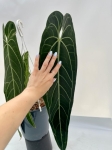 Anthurium warocqueanum 1 - XXL