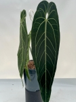 Anthurium warocqueanum 1 - XXL
