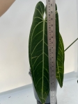 Anthurium warocqueanum 1 - XXL