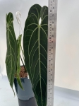 Anthurium warocqueanum 1 - XXL