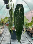Anthurium warocqueanum 1 - XXL