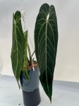 Anthurium warocqueanum 1 - XXL