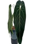 Anthurium warocqueanum 1 - XXL