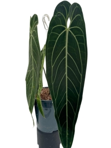 Anthurium warocqueanum 1 - XXL