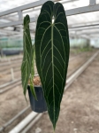 Anthurium warocqueanum 1 - XXL